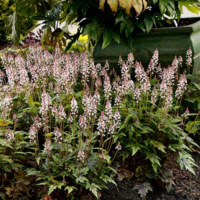 Tiarella 'Sugar and Spice'