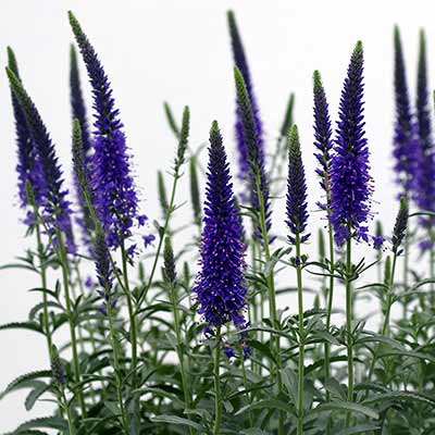 Veronica VESPERS™ 'Blue'