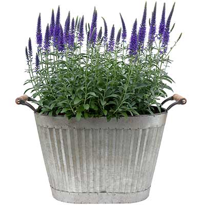 Veronica VESPERS™ 'Blue'