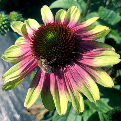 Echinacea 'Sweet Sandia'