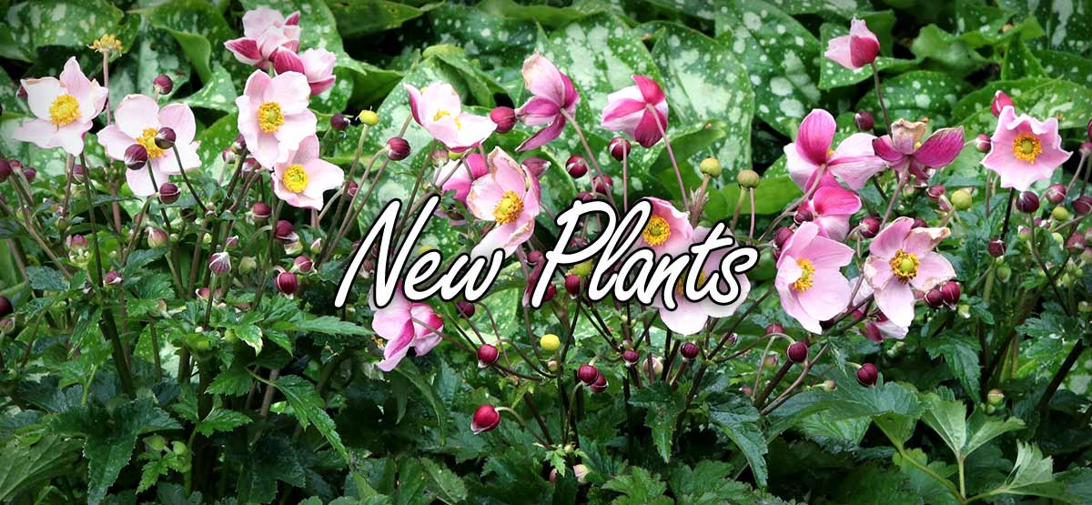 TERRA NOVA® Nurseries, Inc. The World Leader in Plant Breeding