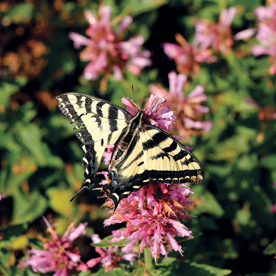 Agastache POQUITO® 'Lavender'