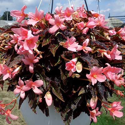 Begonia COCOA™ 'Enchanted Evening'