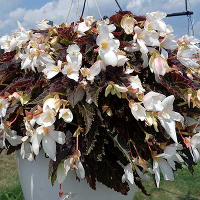 Begonia COCOA™ 'Enchanted Moonlight'