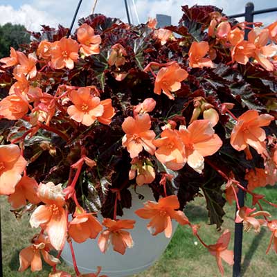 Begonia COCOA™ 'Enchanted Sunrise'