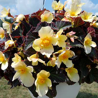 Begonia DAYSTAR™ 'Yellow'