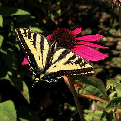 Echinacea 'Glowing Dream'