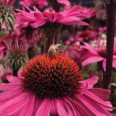 Echinacea 'Merlot'