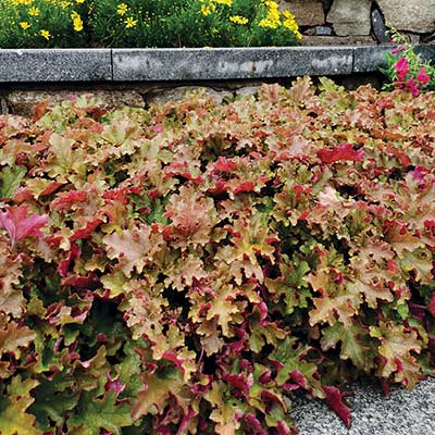 Heuchera 'Marmalade'