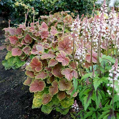 Heuchera NORTHERN EXPOSURE™ 'Sienna'