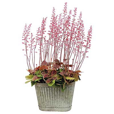 Heuchera NORTHERN EXPOSURE™ 'Sienna'