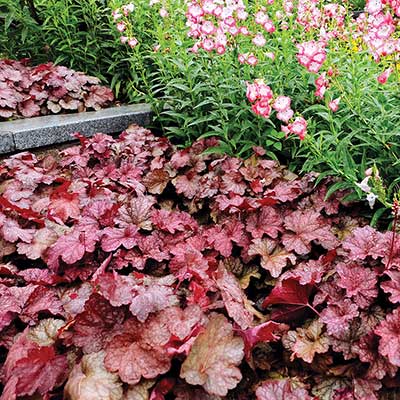 Heuchera 'Peach Flambe'