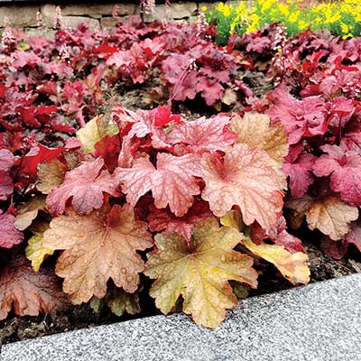 Heuchera 'Rio'