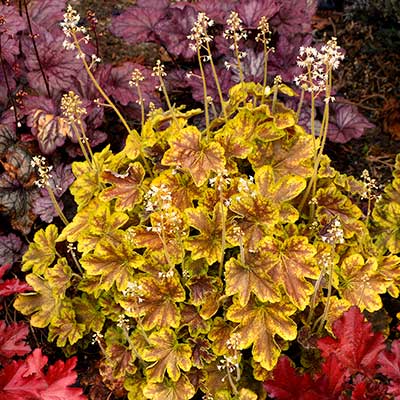 Heucherella 'Solar Eclipse'