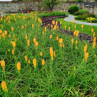 Kniphofia 'Mango Popsicle'