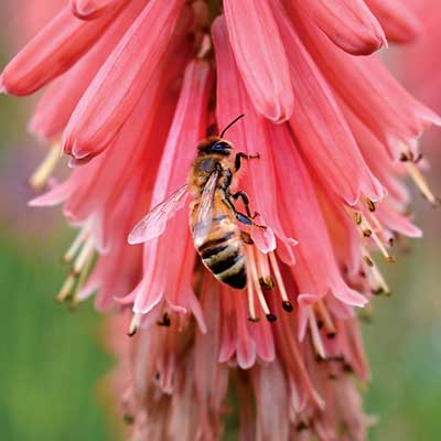 Kniphofia 'Redhot Popsicle'