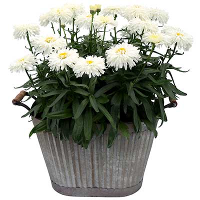 Leucanthemum 'Macaroon'