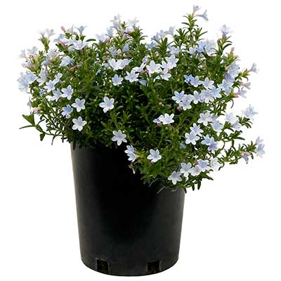 Lithodora 'Crystal Blue'