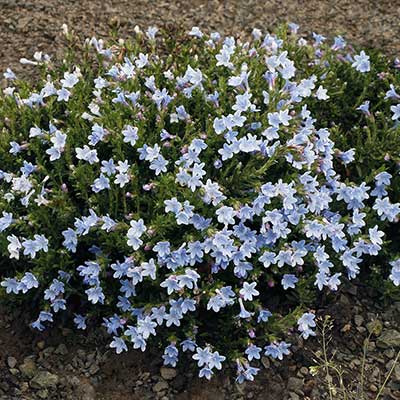 Lithodora 'Crystal Blue'