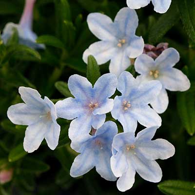 Lithodora 'Crystal Blue'