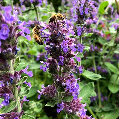 Nepeta 'Purple Haze'