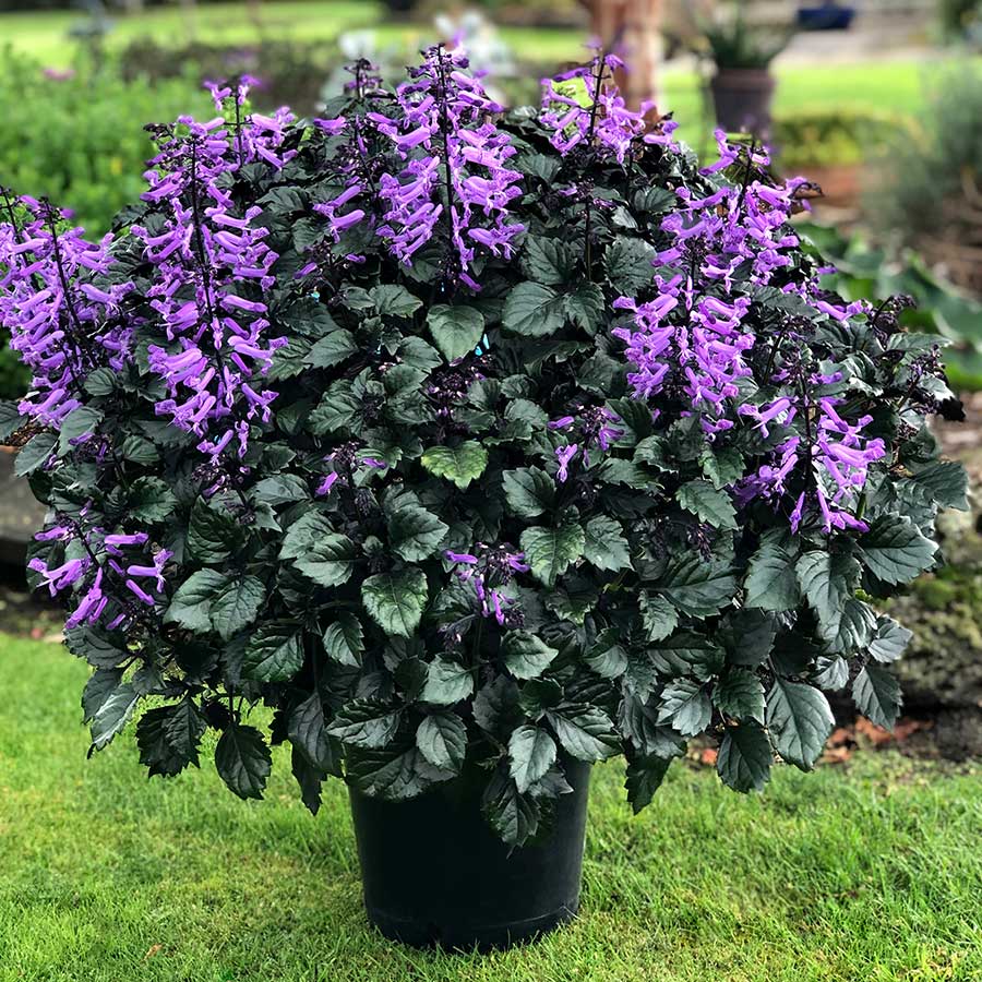 Image of Plectranthus plant