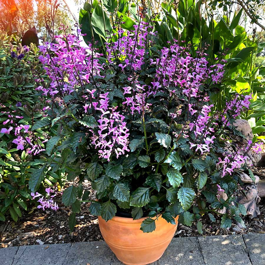 Plectranthus VELVET™ 'Lady'