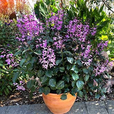 Plectranthus VELVET™ 'Lady'