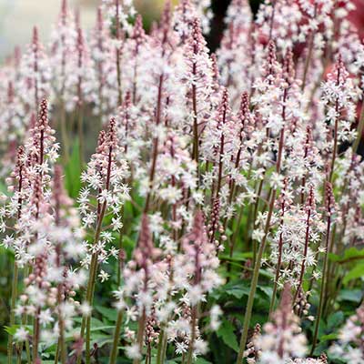 Tiarella 'Sugar and Spice'