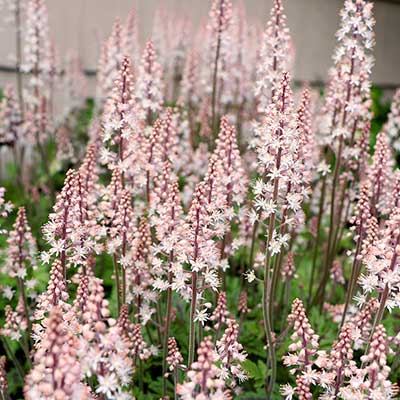 Tiarella SYLVAN™ 'Lace'