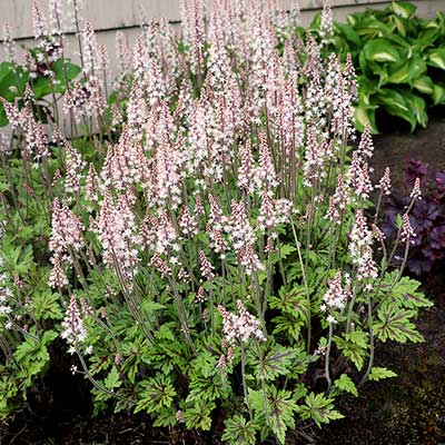 Tiarella SYLVAN™ 'Lace'