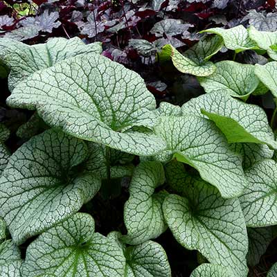 Brunnera 'Alexander's Great'