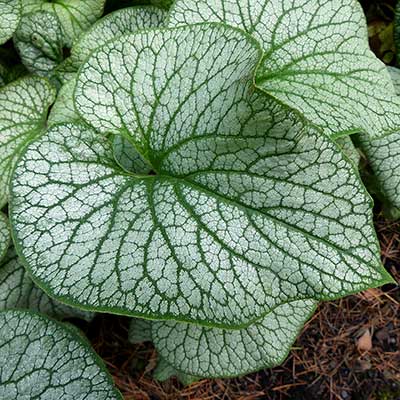 Brunnera 'Alexander's Great'