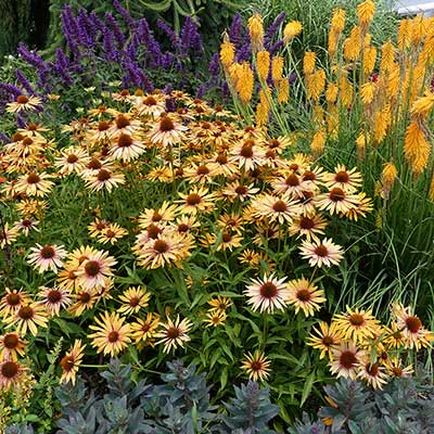 Echinacea 'Big Kahuna'