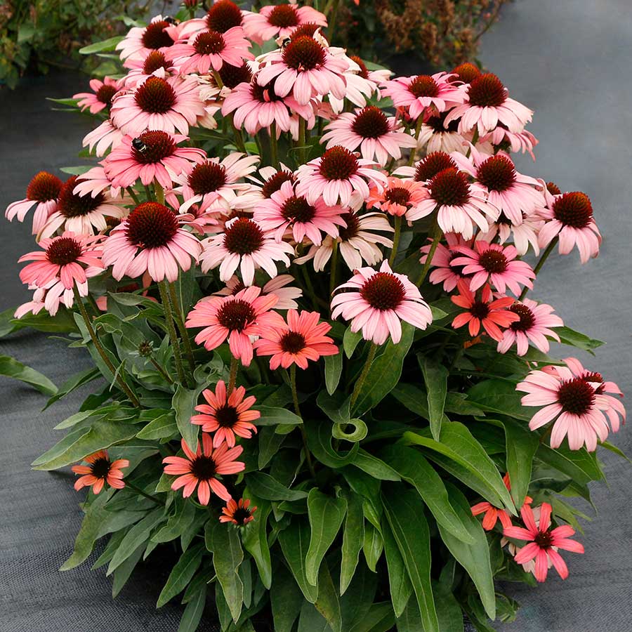 Echinacea DARK SHADOWS™ 'Mystic'