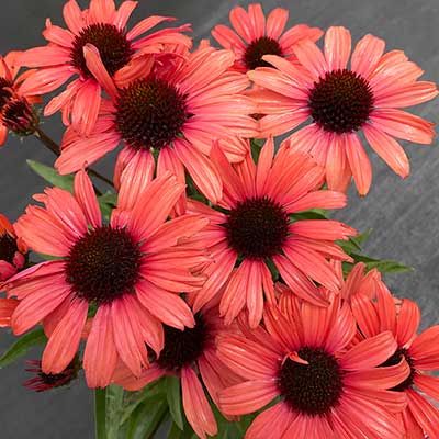 Echinacea DARK SHADOWS™ 'Mystic'