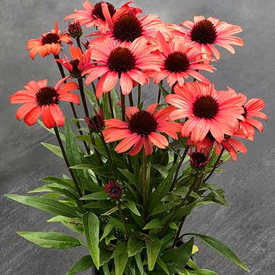 Echinacea DARK SHADOWS™ 'Mystic'