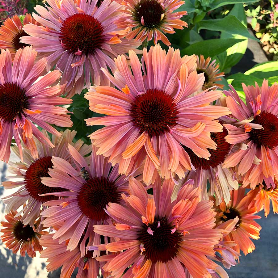 Echinacea FRESCO™ 'Apricot'