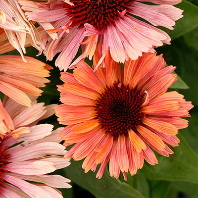 Echinacea FRESCO™ 'Apricot'