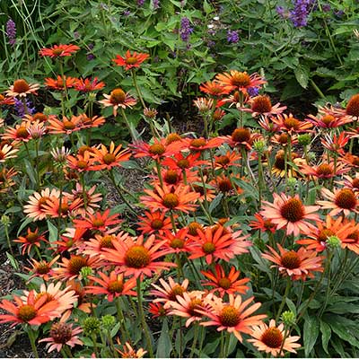 Echinacea KISMET® 'Intense Orange'