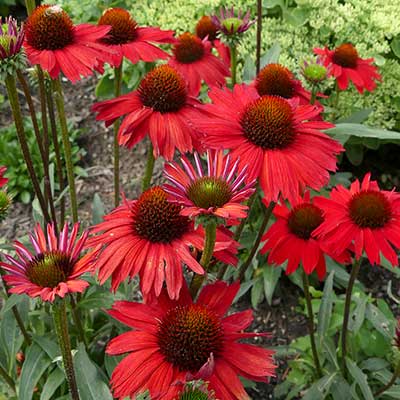 Echinacea KISMET® 'Red'