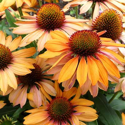 Echinacea PRIMA™ 'Ginger'