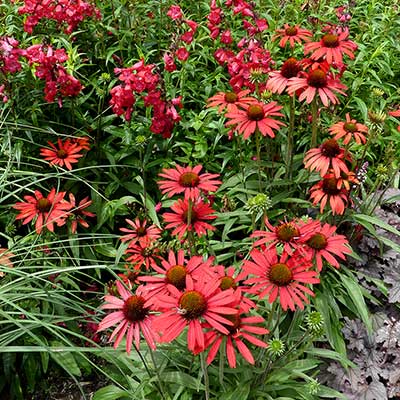 Echinacea PRIMA™ 'Ruby'