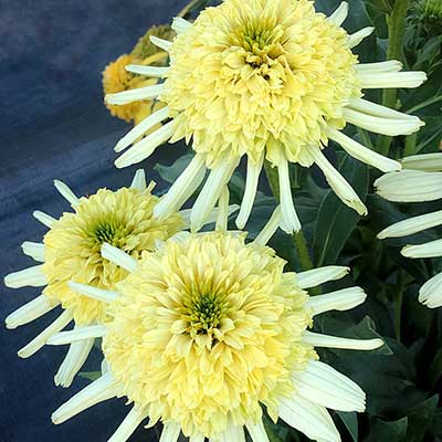 Echinacea SUN DIAL™ 'Zenith'