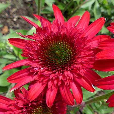 Echinacea SUNNY DAYS™ 'Ruby'