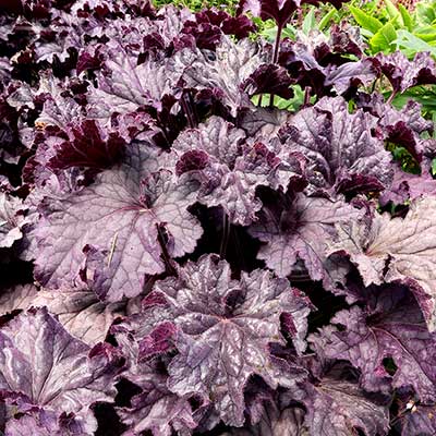 Heuchera GRANDE™ 'Amethyst'