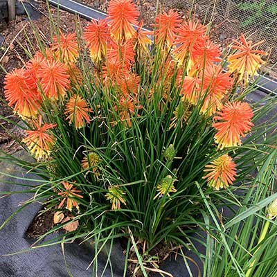 Kniphofia POCO™ 'Daybreak'