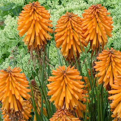 Kniphofia POCO™ 'Orange'