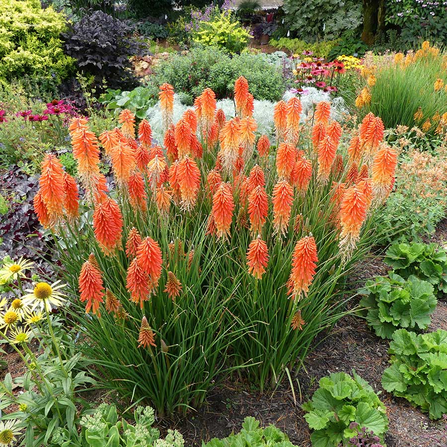 Kniphofia POCO™ 'Sunset'