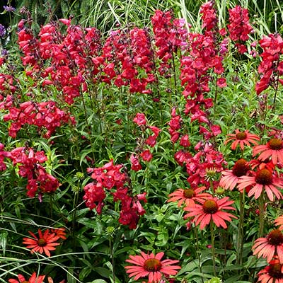 Penstemon CHA CHA™ 'Cherry'